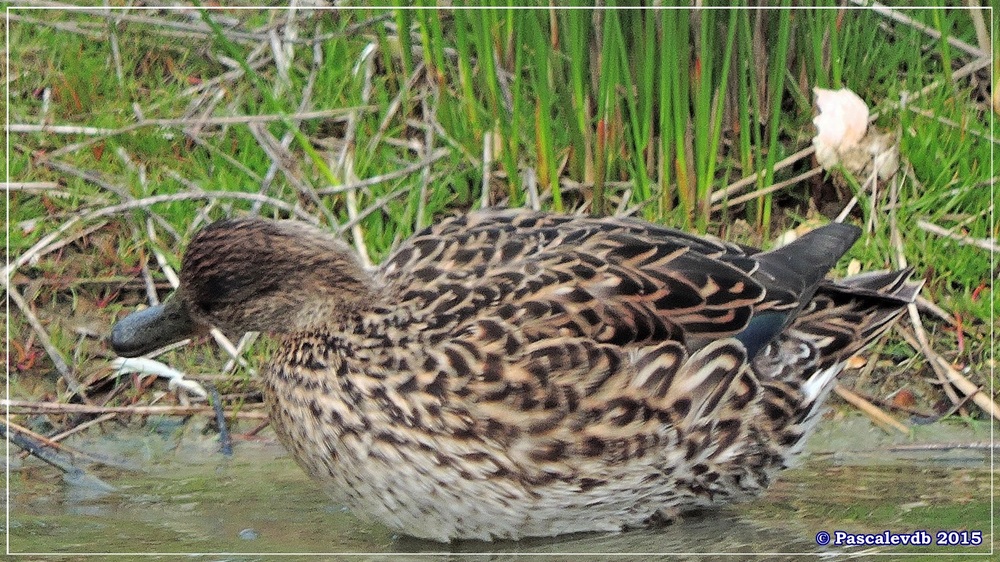 Réserve ornithologique du Teich (mars 2015) - 7/8