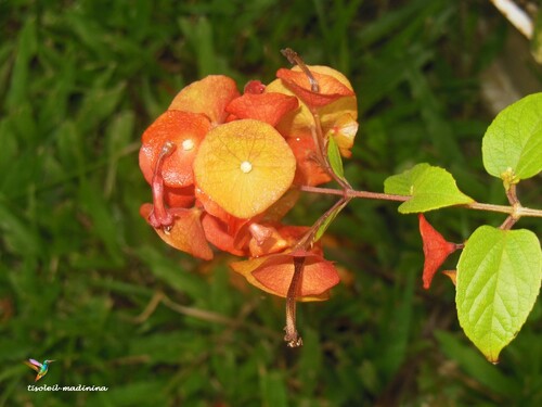 Mes fleurs 