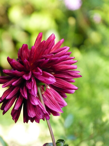 Dahlia Purple Haze