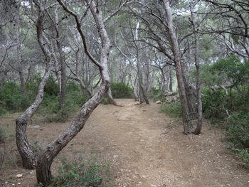 Par moments, le sentier traverse de beaux bosquets de pins façonnés par le vent
