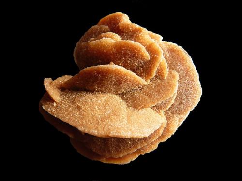 rose des sables
