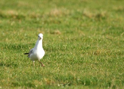 mouette rieuse le cuvelot pagny02