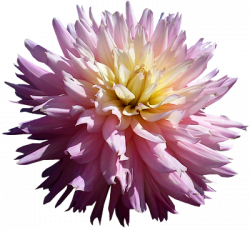 Tubes PNG de fleurs