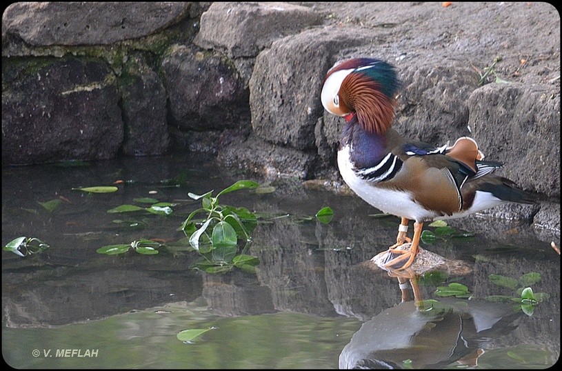 La Ménagerie, Zoo du Jardin des Plantes : La grande volière : Canard Mandarin