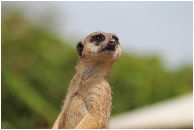 Au zoo de Beauval-20-Ane de Somalie,tortues,suricates,ratons laveurs