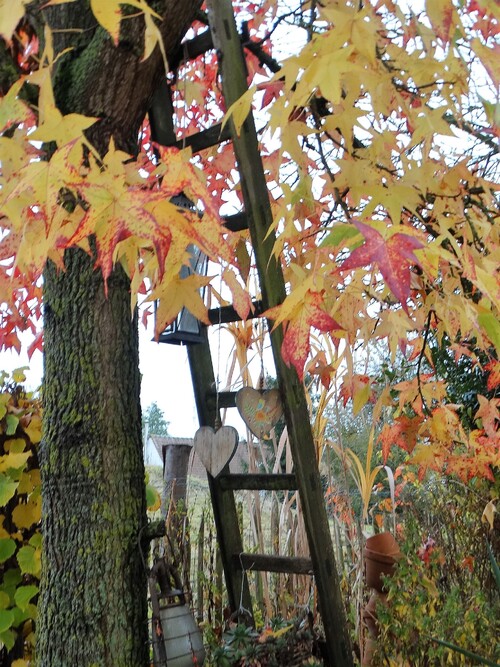 Autour du beau liquidambar