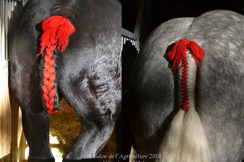 51ème édition du Salon de l'Agriculture : Les Percherons