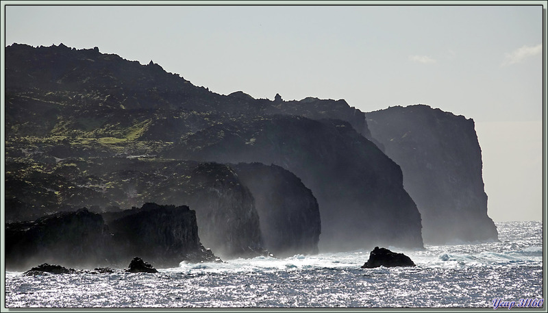 Dans le prolongement de Cave Point, nous avons le superbe Stonyhill Point et toujours des vaches en totale liberté - Tristan da Cunha
