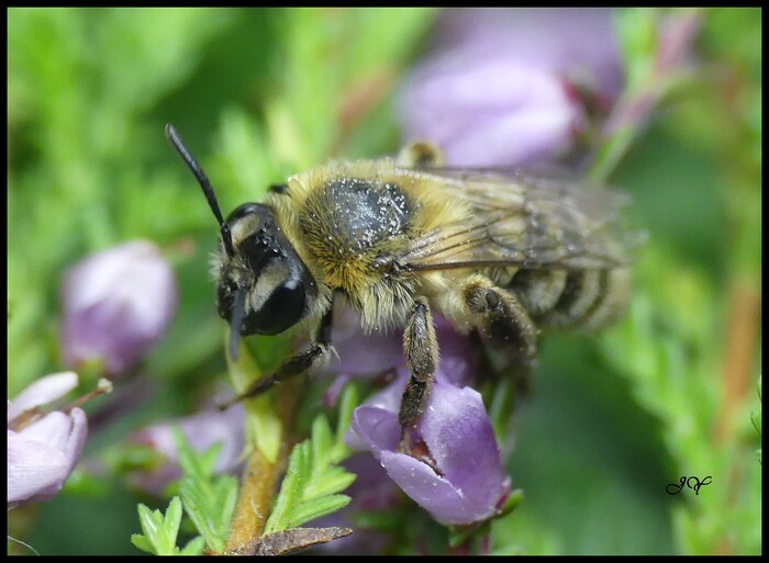 Andrena fuscipes.