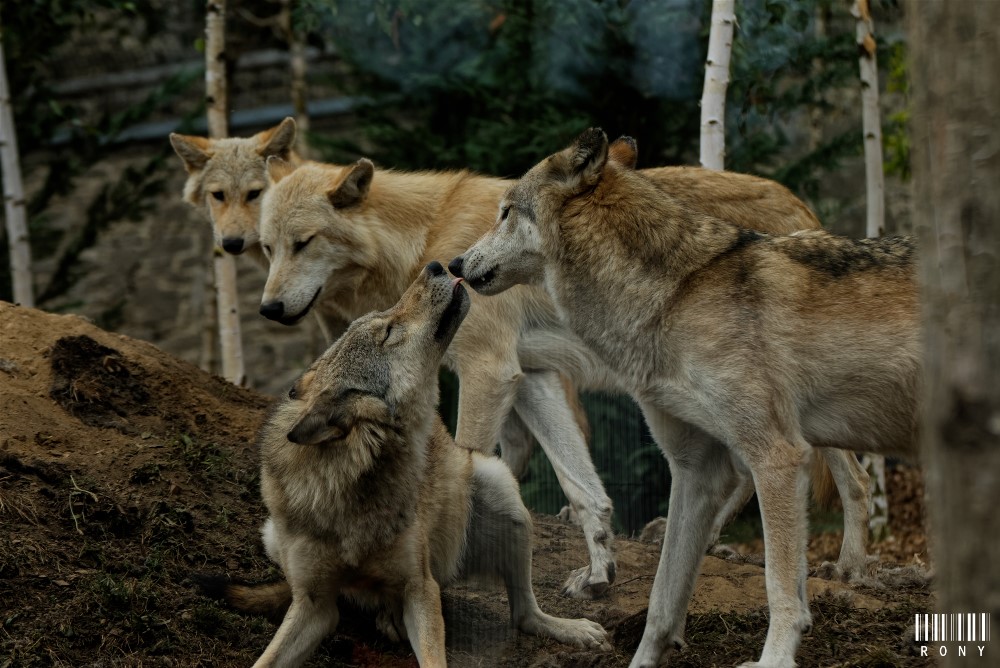 Les loups du Canada du parc Pairi Daiza