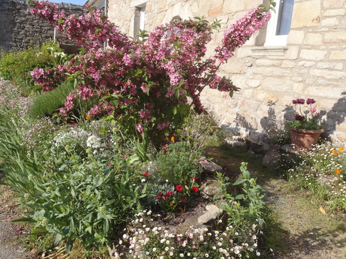 Des fleurettes printanières le long des murs et des chemins