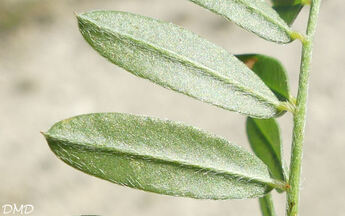 Onobrychis viciifolia - sainfoin - esparcette