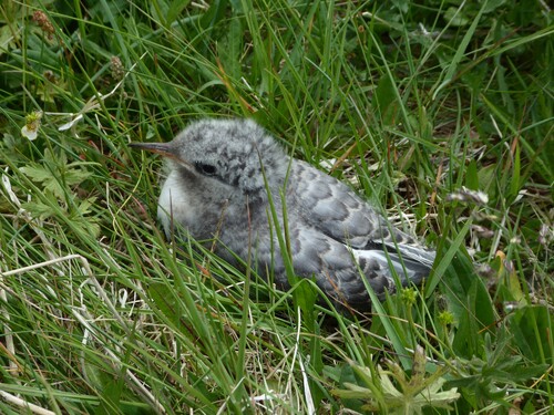 De Laugarhóll à Urðartindur (Nordurfjördur)