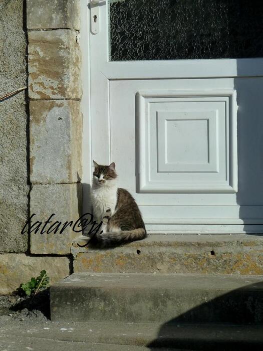 Chat d'ici et là.