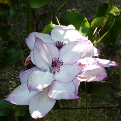 Le Jardin de Valérie...