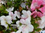 Identification par les fleurs !
