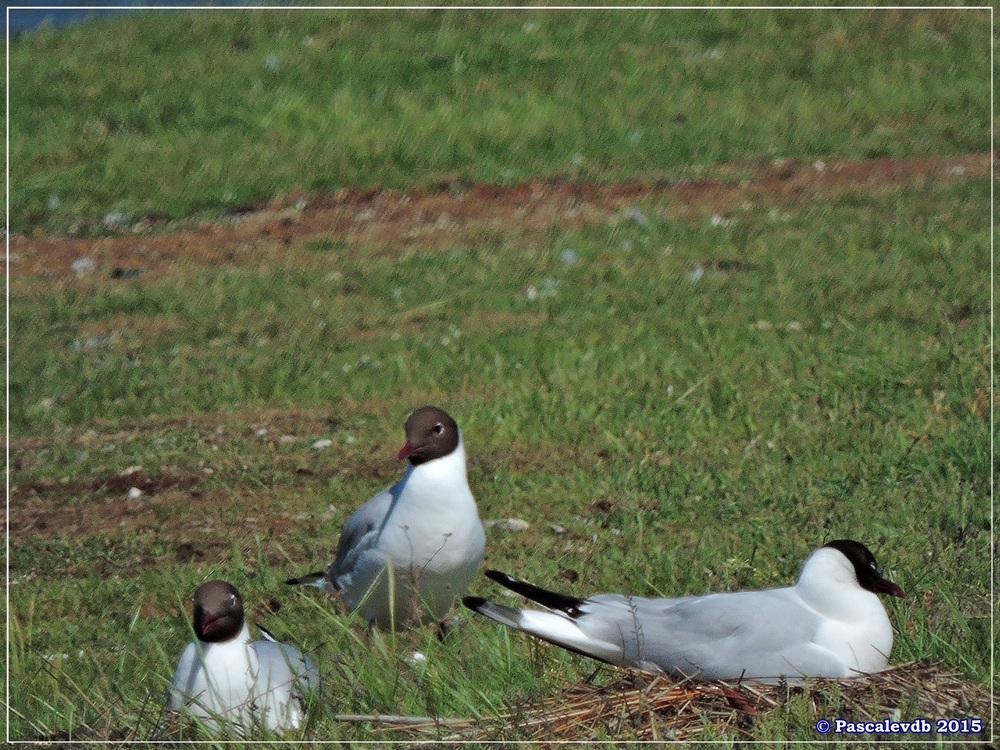 Printemps 2015 à la réserve ornitho du Teich - 4/13