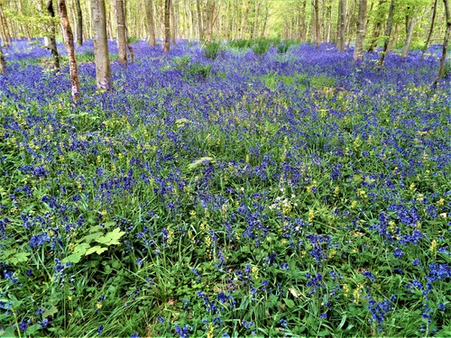 Sortie en Forêt de Guines : du bleu plein les yeux !