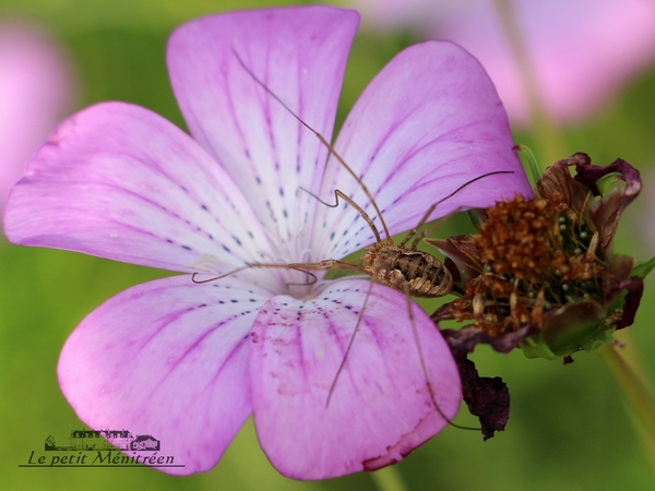 Faucheuse (Opilione) sur une fleur