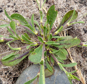 Silene gallica  -  silène de France