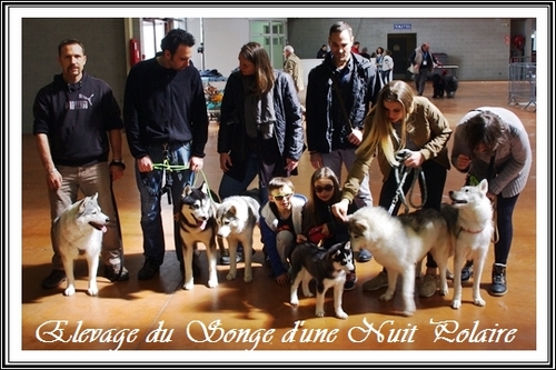 Exposition canine de Castres (25 mars 2018)
