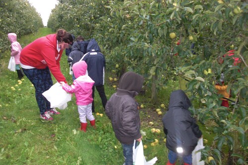 Journée cueillette des pommes