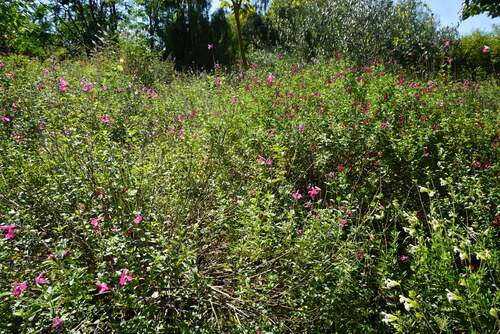 Le jardin aux plantes parfumées à Limoux