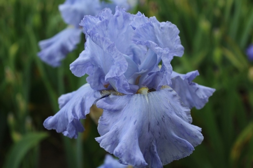 Le festival des iris au parc floral d'Orléans