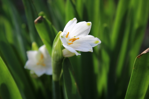 Quoi de neuf au jardin ?