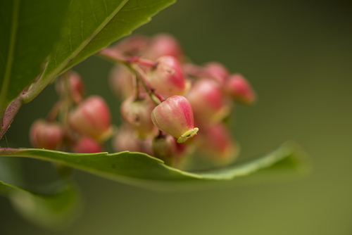 Dimanche fleuri ...