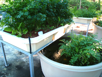 Installation aquaponie