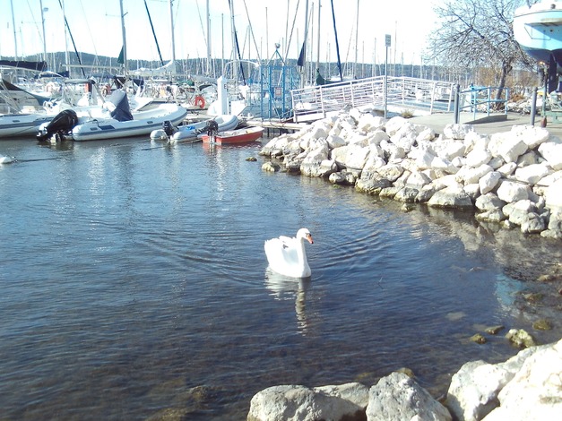 Peut être une image de cygne, oie, oiseau de mer, bateau et étendue d’eau