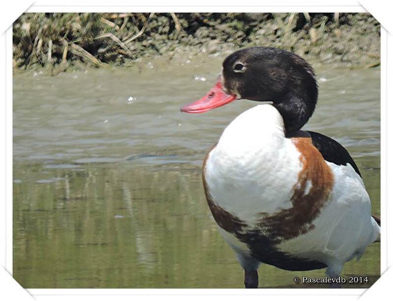 Retour sur le domaine des oiseaux au Teich - 4/10