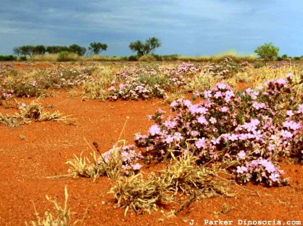 Desert australien
