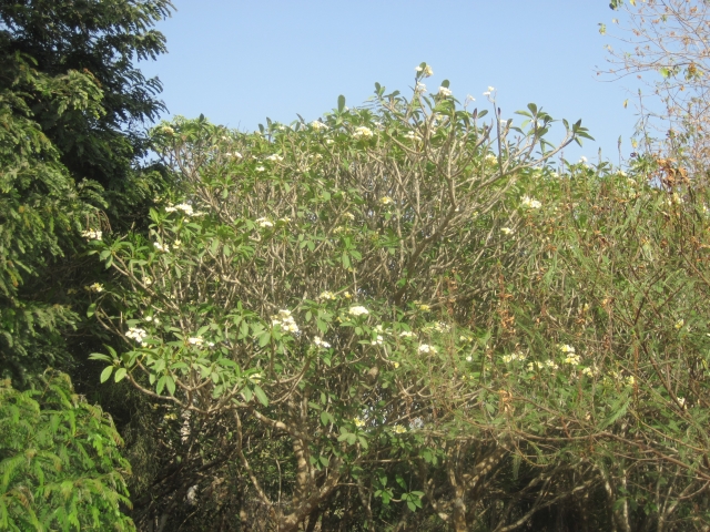 Togo Piste des Plateaux