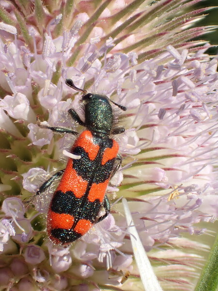 Le clairon ou trichode des ruches, Trichodes alvearius