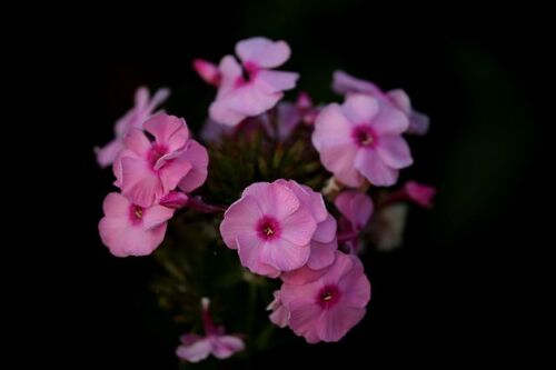 Des compagnes pour mes roses : Phlox paniculata