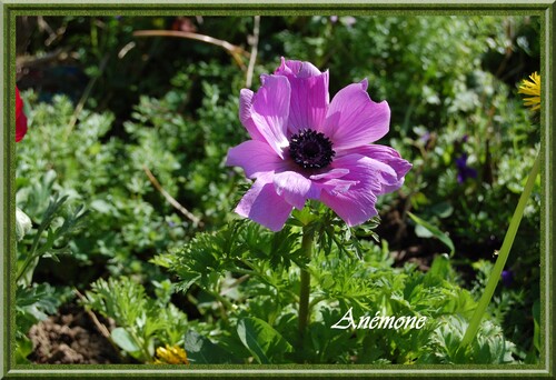 Fleurs dans mon jardin