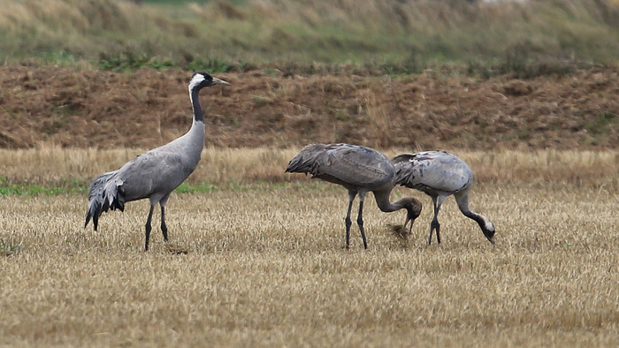 Grues cendrées - Camargue