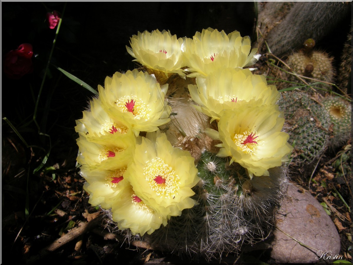 cactus jaune