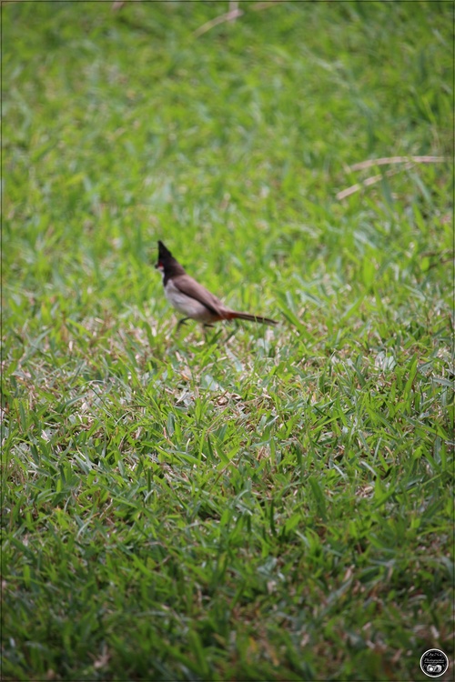 Bulbul orphée, ou le Condé par les locaux 