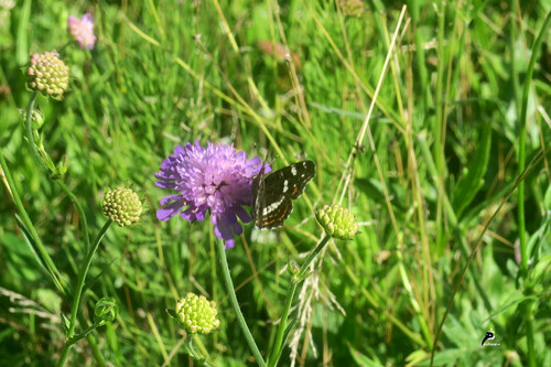 Les papillons aiment la Knautia 