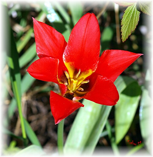 Les Tulipes de notre jardin......