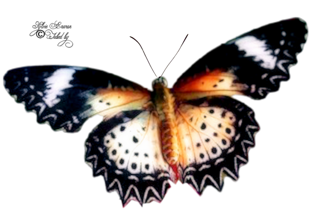 Papillons création 4