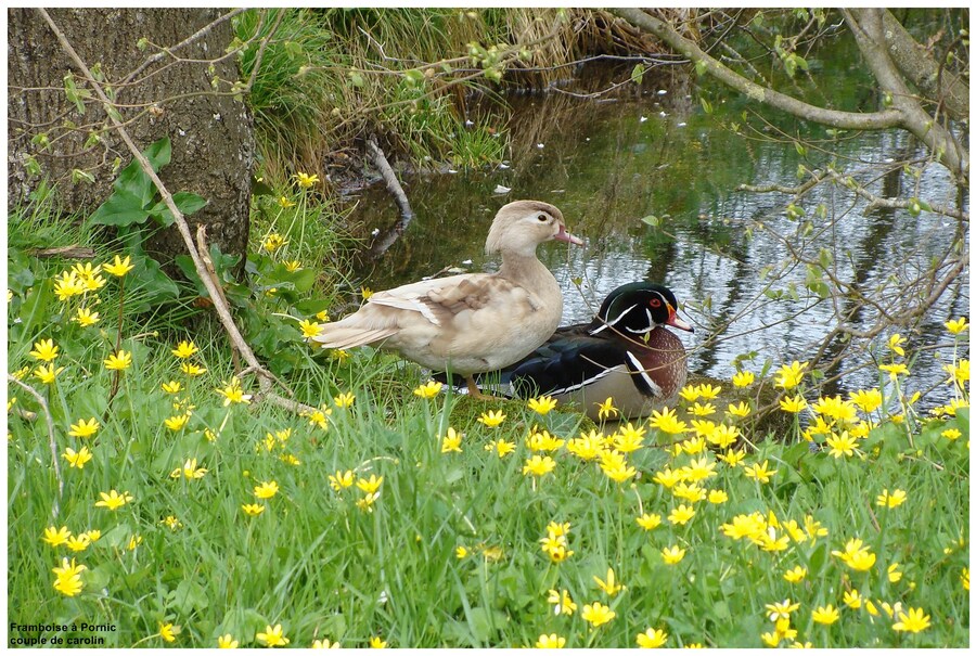 Canard carolin