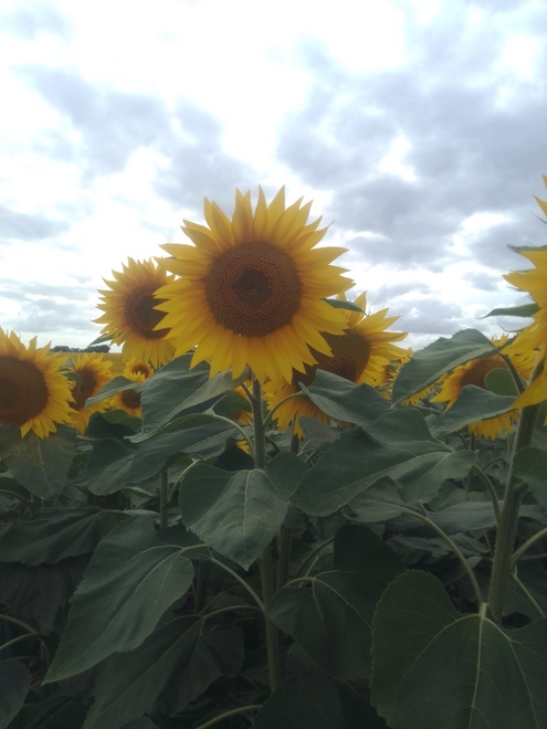 Les tournesols.