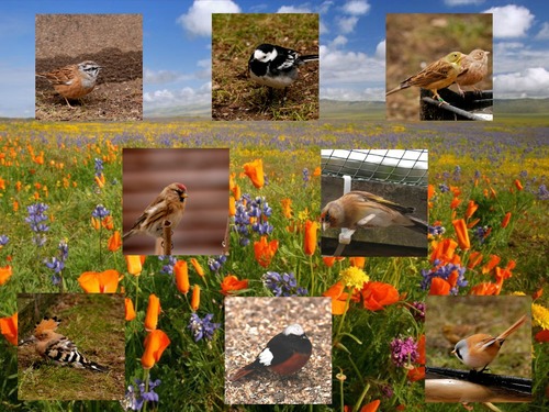 Des oiseaux pour Khanel