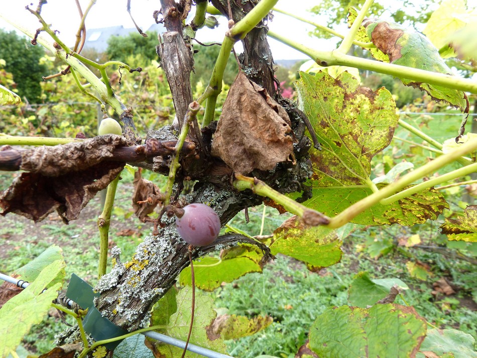 Entre deux plages, les vendanges !