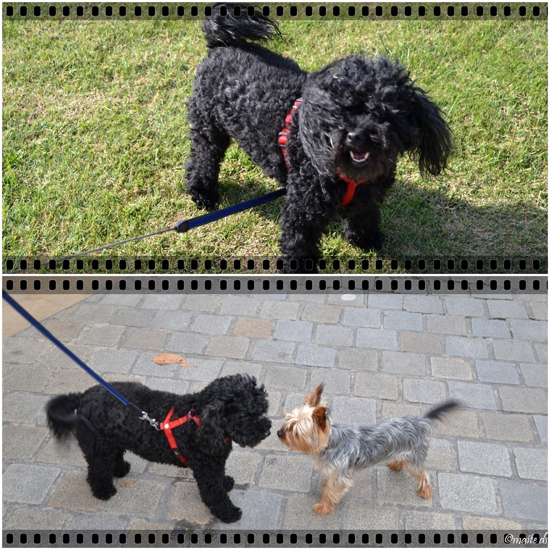 rencontre bichon maltais