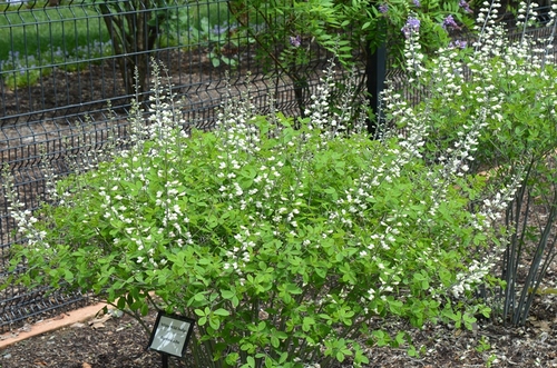 Fleurs cultivées